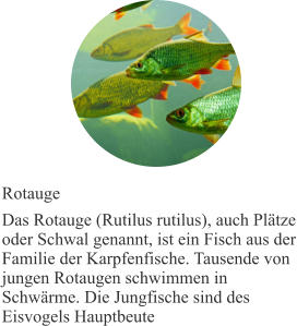 Rotauge Das Rotauge (Rutilus rutilus), auch Plätze oder Schwal genannt, ist ein Fisch aus der Familie der Karpfenfische. Tausende von jungen Rotaugen schwimmen in Schwärme. Die Jungfische sind des Eisvogels Hauptbeute
