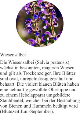 Wiesensalbei Die Wiesensalbei (Salvia pratensis) wächst in besonnten, mageren Wiesen und gilt als Trockenzeiger. Ihre Blätter sind oval, unregelmässig gezähnt und behaart. Die violett blauen Blüten haben eine helmartig gewölbte Oberlippe und zu einem Hebelapparat umgebildete Staubbeutel, welcher bei der Bestäubung von Bienen und Hummeln betätigt wird (Blütezeit Juni-September).