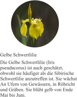 Gelbe Schwertlilie Die Gelbe Schwertlilie (Iris pseudacorus) ist auch geschätzt, obwohl sie häufiger als die Sibirische Schwertlilie anzutreffen ist. Sie wächst An Ufern von Gewässern, in Röhricht und Gräben. Sie blüht gelb von Ende Mai bis Juni.