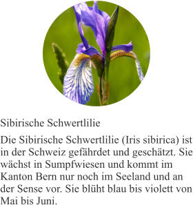 Sibirische Schwertlilie Die Sibirische Schwertlilie (Iris sibirica) ist in der Schweiz gefährdet und geschätzt. Sie wächst in Sumpfwiesen und kommt im Kanton Bern nur noch im Seeland und an der Sense vor. Sie blüht blau bis violett von Mai bis Juni.