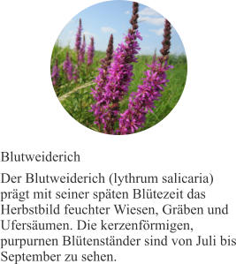 Blutweiderich Der Blutweiderich (lythrum salicaria) prägt mit seiner späten Blütezeit das Herbstbild feuchter Wiesen, Gräben und Ufersäumen. Die kerzenförmigen, purpurnen Blütenständer sind von Juli bis September zu sehen.