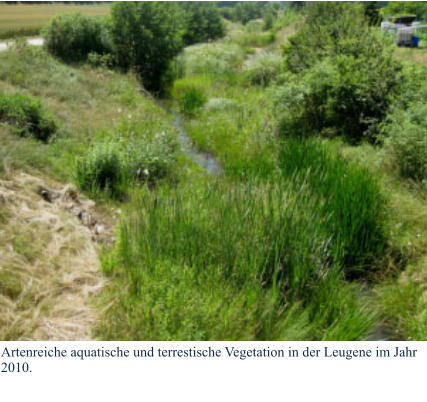 Artenreiche aquatische und terrestische Vegetation in der Leugene im Jahr 2010.