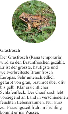 Grasfrosch Der Grasfrosch (Rana temporaria) wird zu den Braunfröschen gezählt. Er ist der grösste, häufigste und weitverbreiteste Braunfrosch Europas. Sehr unterschiedlich gefärbt von grau, braunrot über oliv bis gelb. Klar ersichtlicher Schläfenfleck. Der Grasfrosch lebt vorsiegend an Land in verschiedenen feuchten Lebensräumen. Nur kurz zur Paarungszeit früh im Frühling kommt er ins Wasser.