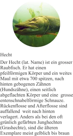 Hecht Der Hecht (lat. Name) ist ein grosser Raubfisch. Er hat einen pfeilförmigen Körper und ein weites Maul mit etwa 700 spitzen, nach hinten gebogenen Zähnen (Hundszähne), einen seitlich  abgeflachten Körper und eine  grosse entenschnabelförmige Schnauze. Rückenflosse und Afterflosse sind auffallend  weit nach hinten verlagert. Anders als bei den oft grünlich gefärbten Junghechten (Grashechte), sind die älteren Exemplare meist gelblich bis braun