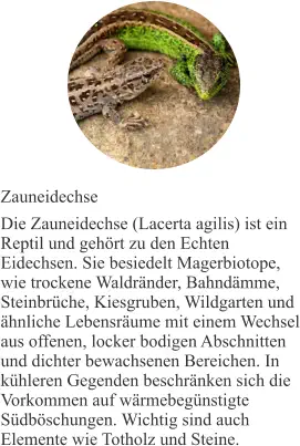 Zauneidechse Die Zauneidechse (Lacerta agilis) ist ein Reptil und gehört zu den Echten Eidechsen. Sie besiedelt Magerbiotope, wie trockene Waldränder, Bahndämme, Steinbrüche, Kiesgruben, Wildgarten und ähnliche Lebensräume mit einem Wechsel aus offenen, locker bodigen Abschnitten und dichter bewachsenen Bereichen. In kühleren Gegenden beschränken sich die Vorkommen auf wärmebegünstigte Südböschungen. Wichtig sind auch Elemente wie Totholz und Steine.