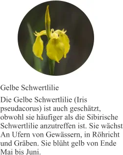 Gelbe Schwertlilie Die Gelbe Schwertlilie (Iris pseudacorus) ist auch geschätzt, obwohl sie häufiger als die Sibirische Schwertlilie anzutreffen ist. Sie wächst An Ufern von Gewässern, in Röhricht und Gräben. Sie blüht gelb von Ende Mai bis Juni.